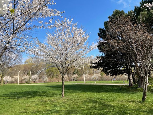 Cherry blossom trees along Rathburn Road