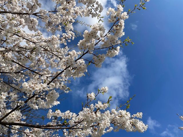 Cherry blossoms up close