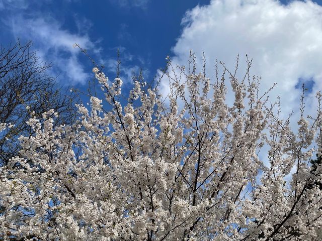 A path under the cherry trees